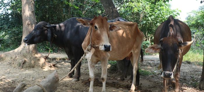 पशुपालन किसानलाई हल्दिवारी गाउँपालिकाले बाड्यो २ लाख ३० हजार सुत्केरी भत्ता