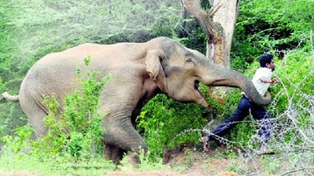 झापाको गौरीगञ्जमा हात्तीको आक्रमणबाट भारतीय युवकको मृत्यु