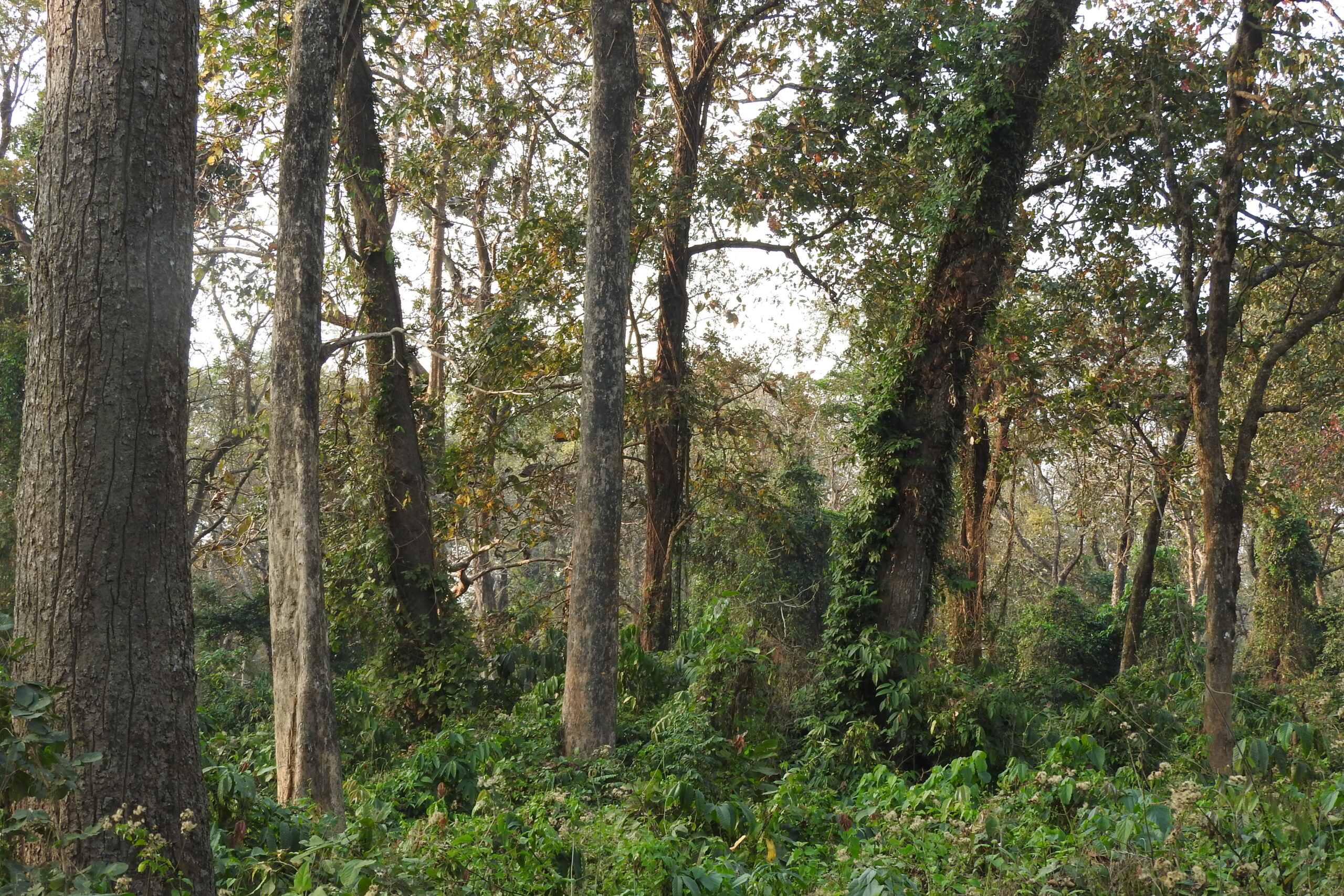 वनको प्राकृतिक पुनरुत्पादन प्रोत्साहन गरौ