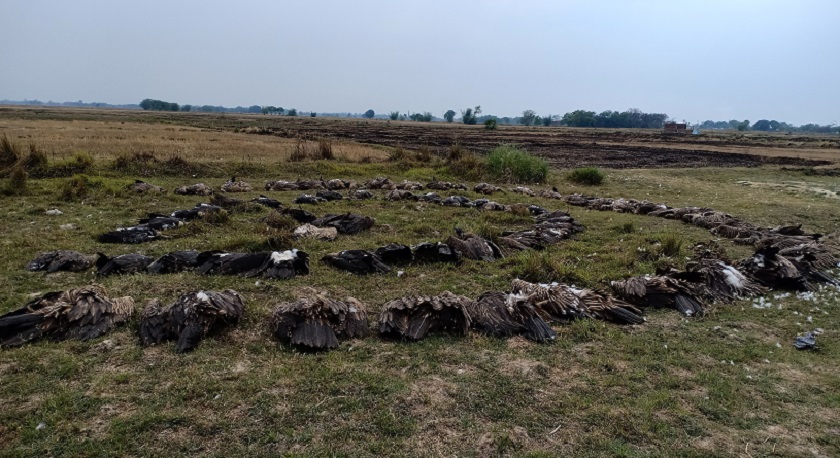 पश्चिम नवलपरासीमा एकैसाथ ६७ वटा गिद्ध मृत फेला