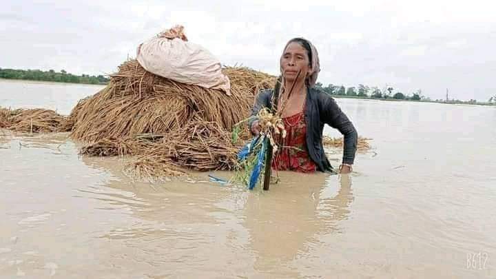 अविरल बर्षाका कारण देशभर खरबौको मुल्यको धानबाली नस्ट – तस्वीर सामाजिक संजाल 