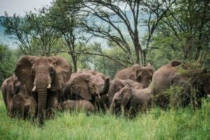 जङ्गली हात्तीबाट धानबाली जोगाउन झापामा ‘मोबाइल फेन्सिङ’