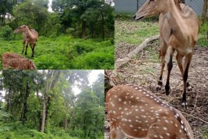 वन र वन्य जन्तुको संरक्षणमा गर्दै दुर्गाभिट्टा वन समूह