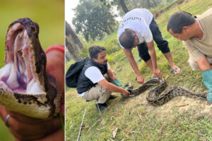 नवलपरासीमा १५ फुट लामो अजिङ्गर फेला