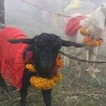 जनकपुरको राजदेवी मन्दिरमा १५ हजार बढी बोकाको बलि