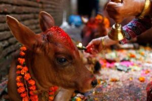 आज कात्तिक शुक्ल प्रतिपदा: गाय, बैल और गोवर्धन पूजा