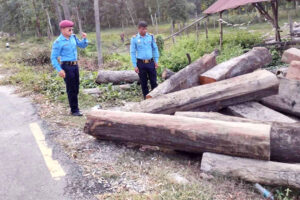 माई खोलामा तस्करी गरेर लैजाँदै गरेको अवैध काठ बरामद