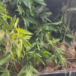 अवैध आँपका बिरुवा बरामद: भन्सार छली गरी ल्याइएका ७०० बिरुवा नियन्त्रणमा