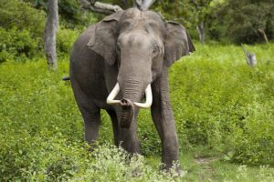 भारतको शालबारी गाउँमा हात्ती देखेर महिलाको हृदयघातबाट मृत्यु
