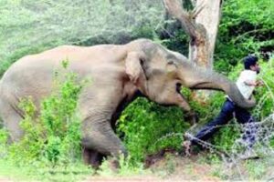 झापामा जंगली हात्तीको आक्रमण, १२ वर्षीय बालक घाइते