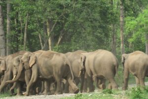 झापामा हात्तीको ठूलो बथान प्रवेश, वन कार्यालयद्वारा सतर्क रहन आग्रह
