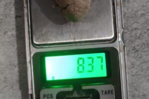 झापामा लागुऔषधसहित युवक पक्राउ