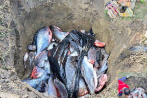 झापामा अवैध रूपमा ल्याइएका ४१७ किलो माछा नष्ट