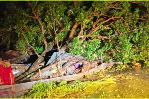 हल्दीबारीमा आँपको रुख ढलेर लाग्दा किशोरीको मृत्यु