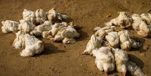 दमकको एग्रिकल्चर फार्ममा बर्डफ्लु पुष्टि, २५ हजार कुखुरा नष्ट गर्ने कार्य सुरु