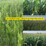 झापा गाउँपालिकामा हावाहुरी र असिना-पानीले  मकै तथा फलफूल खेतीमा व्यापक क्षति