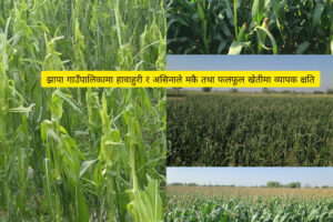 झापा गाउँपालिकामा हावाहुरी र असिना-पानीले  मकै तथा फलफूल खेतीमा व्यापक क्षति