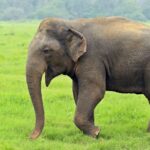 बाहुनडाँगीमा जंगली हात्तीको आक्रमणबाट आमा-छोरी घाइते