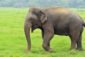 बाहुनडाँगीमा जंगली हात्तीको आक्रमणबाट आमा-छोरी घाइते