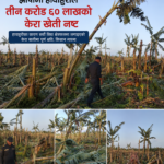 झापामा हावाहुरीले तीन करोड ६० लाखको केरा खेती नष्ट